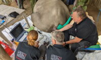 10th oocyte collection in northern white rhino Fatu, conducted by the BioRescue Team in July 2022