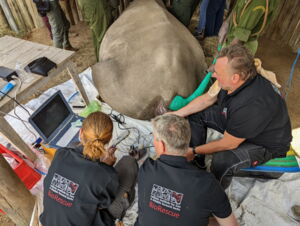 10th oocyte collection in northern white rhino Fatu, conducted by the BioRescue Team in July 2022