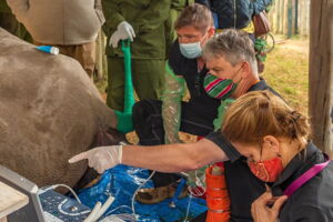 BioRescue Team conducting the third ovum pickup procedure. Photo: Rio / Ol Pejeta BioRescue Team conducting the third ovum pickup procedure. Photo: Rio / Ol Pejeta