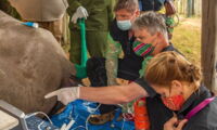 BioRescue Team conducting the third ovum pickup procedure. Photo: Rio / Ol Pejeta