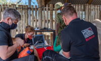 The BioRescue team during the oocyte collection in December 2020 (Photo: Rio the photographer)