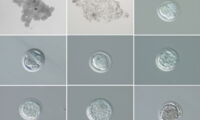 Northern-White-Rhino-Recovery Embryo-Development Photo: BioRescue/Avantea