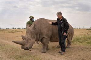 Najin with project head Prof. Hildebrandt and keeper in Kenya (photo: BioRescue/Jan Zwilling) Najin with project head Prof. Hildebrandt and keeper in Kenya (photo: BioRescue/Jan Zwilling)
