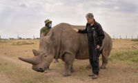 Najin with project head Prof. Hildebrandt and keeper in Kenya (photo: BioRescue/Jan Zwilling)