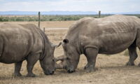 BioRescue (Photo: Jan Zwilling)