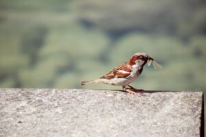 City bird with prey. Photo: Till Kottmann/Unsplash City bird with prey. Photo: Till Kottmann/Unsplash