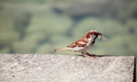 City bird with prey. Photo: Till Kottmann/Unsplash