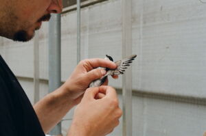 Blood sampling from a barn swallow for the identification of blood parasites (photo: Eva Sánchez Arribas)