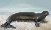 Caribbean monk seal (Neomonachus tropicalis) credit Peter Schouten