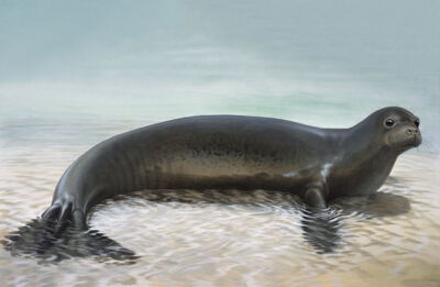 Caribbean monk seal (Neomonachus tropicalis) credit Peter Schouten Caribbean monk seal (Neomonachus tropicalis) credit Peter Schouten