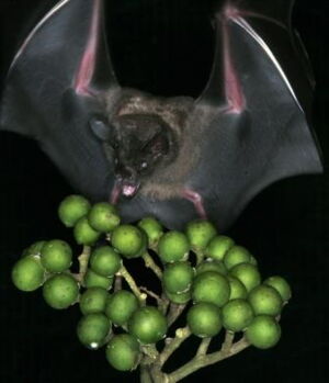 Carollia perspicillata eating fruits of a solanaceous herb | Photo: Christian Voigt Carollia perspicillata eating fruits of a solanaceous herb | Photo: Christian Voigt