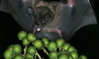 Bats fertilize tropical trees: A win-win situation in the rainforest