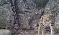 Camera trap photo of a Caucasian Lynx. Photo: Deniz Mengüllüoglu, Nurten Salikara