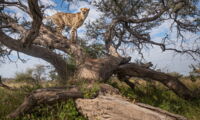 Cheetah at a marking tree in Central Namibia (photo: Jan Zwilling/Leibniz-IZW)