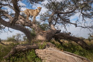 Cheetah at a marking tree in Central Namibia (photo: Jan Zwilling/Leibniz-IZW) Cheetah at a marking tree in Central Namibia (photo: Jan Zwilling/Leibniz-IZW)