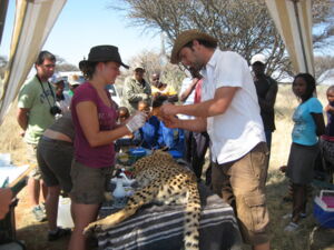 Fitting a GPS-collar and collecting blood from an immobilised cheetah in Namibia. Copyright: Bettina Wachter/Leibniz-IZW Fitting a GPS-collar and collecting blood from an immobilised cheetah in Namibia. Copyright: Bettina Wachter/Leibniz-IZW