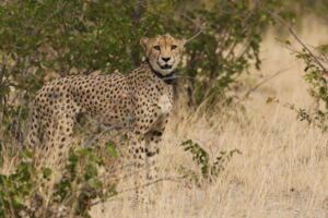 Cheetah. Portas R_Leibniz-IZW Cheetah. Portas R_Leibniz-IZW