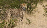 Cheetah. Portas R_Leibniz-IZW