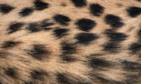 Detail of cheetah fur, Photo: Jan Zwilling