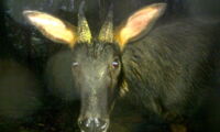 Chinese serow (Capricornis milneedwardsii). Photo: IZW, WWF-VN, Hue SNR