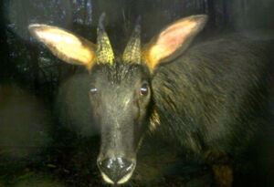 Chinese serow (Capricornis milneedwardsii). Photo: IZW, WWF-VN, Hue SNR Chinese serow (Capricornis milneedwardsii). Photo: IZW, WWF-VN, Hue SNR