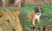 Canine distemper virus of various wild species differs from the one of domestic dog population - which is more specialized. Photo: IZW.