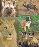 Canine distemper virus of various wild species differs from the one of domestic dog population - which is more specialized. Photo: IZW.