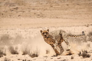 Collared cheetah in the Namib Desert (Photo: Ruben Portas) Collared cheetah in the Namib Desert (Photo: Ruben Portas)