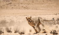 Collared cheetah in the Namib Desert (Photo: Ruben Portas)