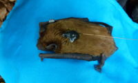 Common noctule bat with GPS tag (photo: Manuel Roeleke)