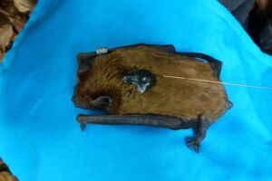 Common noctule bat with GPS tag (photo: Manuel Roeleke) Common noctule bat with GPS tag (photo: Manuel Roeleke)
