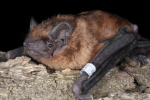Common noctule bat, photo: Anton Vlaschenko Common noctule bat, photo: Anton Vlaschenko