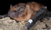 Common noctule bat, photo: Anton Vlaschenko