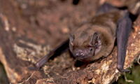 Common noctule bat (Photo: Kamran Safi, wikimedia commons)