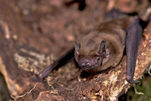 Common noctule bat (Photo: Kamran Safi, wikimedia commons) Common noctule bat (Photo: Kamran Safi, wikimedia commons)