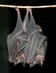 Sowell's short-tailed bats (Carollia sowelli). Photo: Karin Schneeberger/IZW Sowell's short-tailed bats (Carollia sowelli). Photo: Karin Schneeberger/IZW