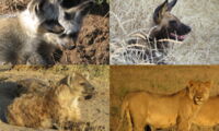 Carnivores in the Serengeti infected with CDV. Top left: bat-eared fox. Top right: African wild dog. Bottom left: spotted hyena. Bottom right: African lion.