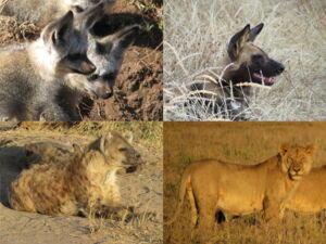 Carnivores in the Serengeti infected with CDV. Top left: bat-eared fox. Top right: African wild dog. Bottom left: spotted hyena. Bottom right: African lion. Carnivores in the Serengeti infected with CDV. Top left: bat-eared fox. Top right: African wild dog. Bottom left: spotted hyena. Bottom right: African lion.