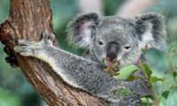 Scientists tested the new SIP method for genome sequencing on the koala retrovirus. Photo: David Clode/Unsplash