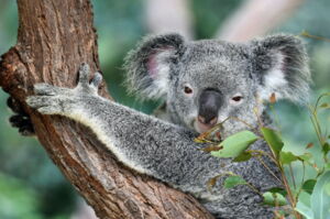 Scientists tested the new SIP method for genome sequencing on the koala retrovirus. Photo: David Clode/Unsplash Scientists tested the new SIP method for genome sequencing on the koala retrovirus. Photo: David Clode/Unsplash