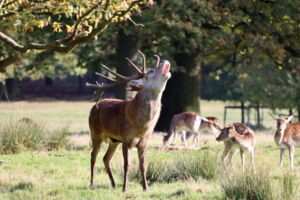 Red deer and European fallow deer in Germany (photo: Dirk Martins, unsplash) Red deer and European fallow deer in Germany (photo: Dirk Martins, unsplash)