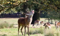Red deer and European fallow deer in Germany (photo: Dirk Martins, unsplash)