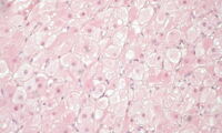 Corpus luteum in domestic cat (picture: Leibniz-IZW)