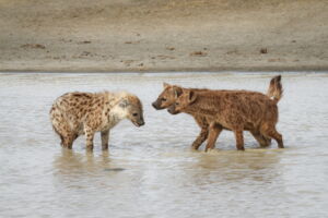 In female-dominated species such as spotted hyenas, animals of both sexes rely less often on aggression and more often on submissive signals and gestures (photo: Oliver Höner) In female-dominated species such as spotted hyenas, animals of both sexes rely less often on aggression and more often on submissive signals and gestures (photo: Oliver Höner)
