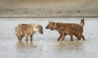 In female-dominated species such as spotted hyenas, animals of both sexes rely less often on aggression and more often on submissive signals and gestures (photo: Oliver Höner)