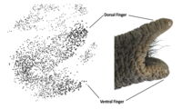 Dorsal and ventral "fingers" in African elephant's trunk and facial motor nucleus (Figure: Kaufmann et al, Science Advances)