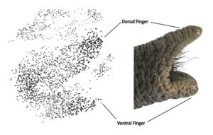 Dorsal and ventral "fingers" in African elephant's trunk and facial motor nucleus (Figure: Kaufmann et al, Science Advances) Dorsal and ventral "fingers" in African elephant's trunk and facial motor nucleus (Figure: Kaufmann et al, Science Advances)