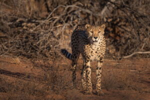 A cheetah in central Namibia (Photo: J.Zwilling/Leibniz-IZW) A cheetah in central Namibia (Photo: J.Zwilling/Leibniz-IZW)