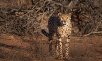 A cheetah in central Namibia (Photo: J.Zwilling/Leibniz-IZW)
