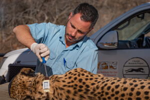 A cheetah is fitted with a GPS collar (Photo: J.Zwilling/Leibniz-IZW) A cheetah is fitted with a GPS collar (Photo: J.Zwilling/Leibniz-IZW)